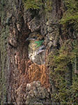 Jungv&ouml;gel des Quetzals
