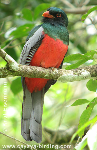 Schieferschwanztrogon