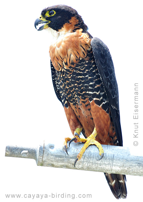 Rotbrustfalke