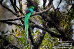 Quetzal, von Mikael K&auml;ll