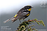 Schwarznacken-Walds&auml;nger in Guatemala