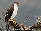Wei&szlig;brustsperber, von Alan Van Norman.