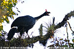 Horned Guan by Peter W&auml;chtersh&auml;user