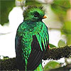 Quetzal, von Peter W&auml;chtersh&auml;user.