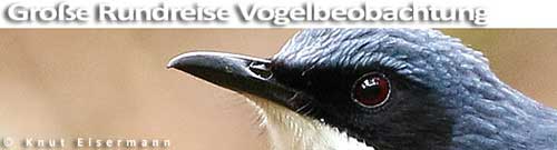 Gro&szlig;e Rundreise zur Voglbeobachtung in Guatemala mit CAYAYA BIRDING