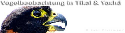 Vogelbeobachtung in Tikal and Yaxh&aacute;