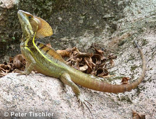 Streifenbasilisk
