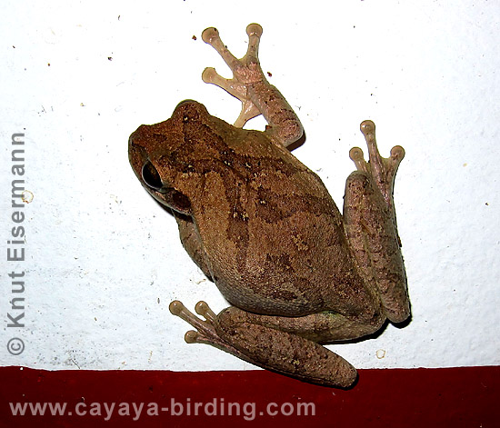 Maskenlaubfrsoch Smilisca baudinii