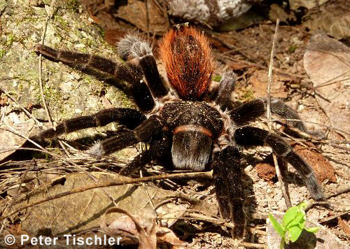 Vogelspinne