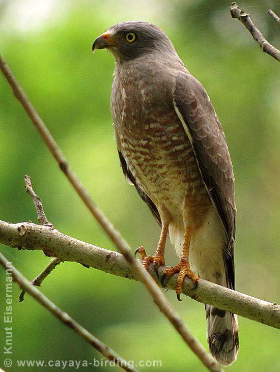 Wegebussard