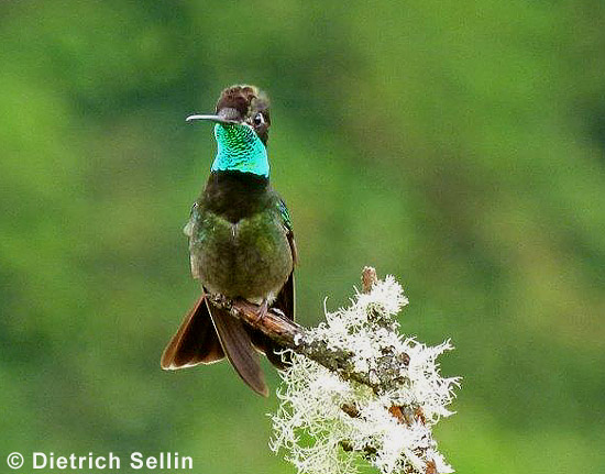 Dickschnabelkolibri