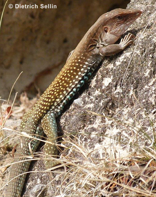 Giat Whiptail Aspidoscelis motaguae