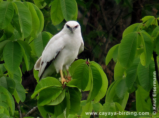 Schneebussard