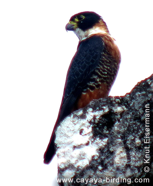 Rotbrustfalke