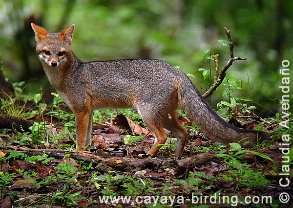 Graufuchs