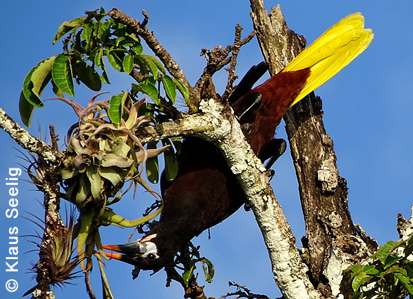Montezumastirnvogel