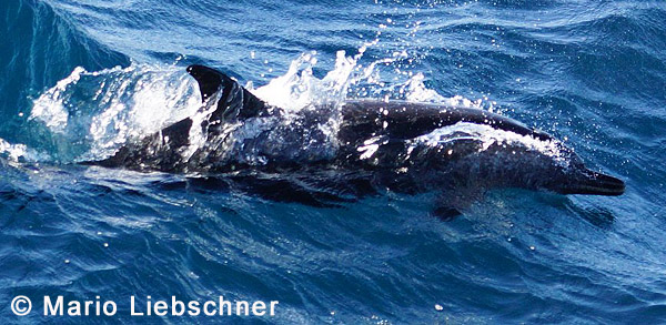 Schlankdelfin