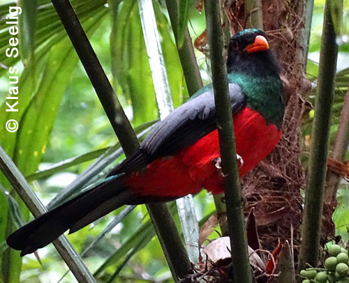 Schieferschwanztrogon